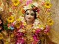 videos de Vrndavana Radhastami