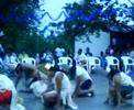 OCAMPO TAMPS - DANZA AL SOL 2
