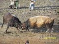MURGUL DAMAR artvin maden 2