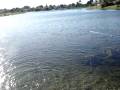 videos de Fish getting away