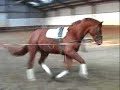 3 yr old His Highness x Krack C stallion 3 yr old His Highness x Krack C stallion