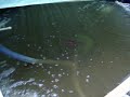 Aquaponics