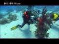 DIGIDEEP Red Sea Expedition 2007 ..