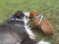 Dogs Love - Hundeliebe - Amor de perros