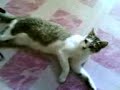 mishmish
