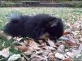 videos de Yogi plays ball - Dec. 2
