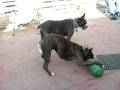 videos de Rocky and Andie boxer dogs at play 3