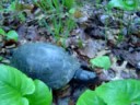 Blanding Turtle Release