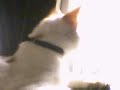 Spuffy