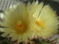 fiori di cactus
