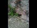 videos de Poop bug