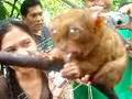 Cute Tarsiers!!!