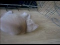 koochi koo^..^