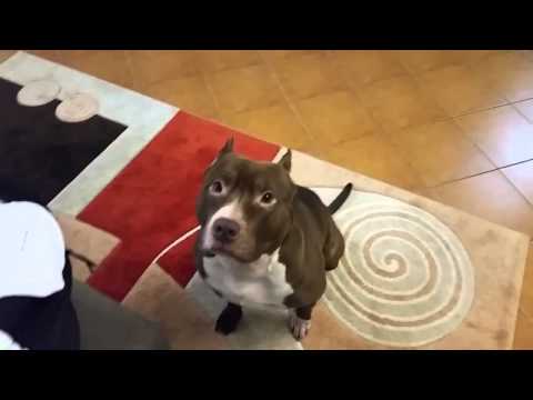 how to properly train a pitbull