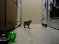 ボール猫動画