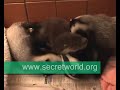 Badger & Otter - Still best of friends!