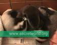 Otter-Still-best-of-