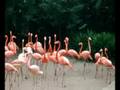 Flamingoes