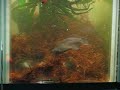 Austrolebias robustus  GAK6/04