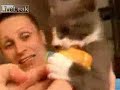 Angry kitten wants his cake and he wants it NOW! Angry kitten wants his cake and he wants it NOW!