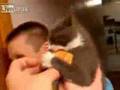 Angry-kitten-wants-h
