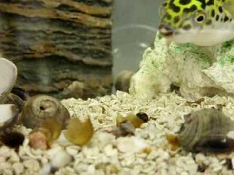 snail crush
