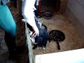 Appenzeller sennenhond