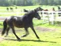 ivar jenny viking , save a horse ride a cowboy