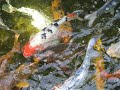 le japon - shizuku