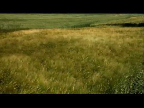 reverence - This is my music video tribute to David Tolk's peaceful, contemplative instrumental music. He granted me permission to use his music in the video that I crea...