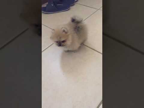 Cream Sable Male Puppy