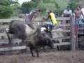 videos de Boiada 3F:TOURO, BLINDADO...