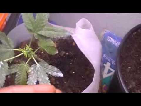 how to grow purple ak-47