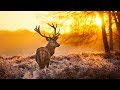 THE BREATHTAKING BEAUTY OF NATURE | HD