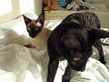 SNIKT! AND THWIP! AGED 23 WEEKS