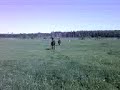 Hota ja Thalik laitumella, kesä 2008