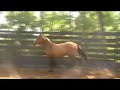 2007 Purebred Andalusian Buckskin colt 2007 Purebred Andalusian Buckskin colt