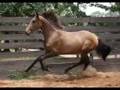 2007 Purebred Andalusian Buckskin colt