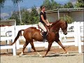 5 year old chestnut Morgan Gelding for sale 5 year old chestnut Morgan Gelding for sale