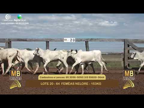 552� LEIL�O VIRTUAL MB LEIL�ES
