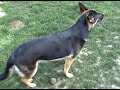 Ollie German Shepherd Dog play training barking