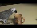 Gretta Coffee African Grey