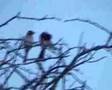 Birds in the Trees
