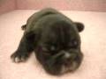 videos de 11/21法國鬥牛 French Bulldog -公幼犬2號-日新犬舍