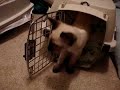 Our new kitten
