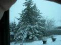 Snowstorm near by Tartu, Estonia 23.11.2008