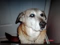 Mon chien Roxie:( Mon chien Roxie:(