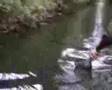 small stream - big fish