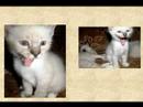 Mon Chat Mon Chat