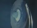 Surface tension of water in microgravity 4 (stills)